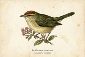 Tacarcuna Warbler illustration