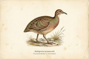 Taczanowski's Tinamou illustration