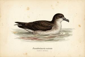 Tahiti Petrel illustration