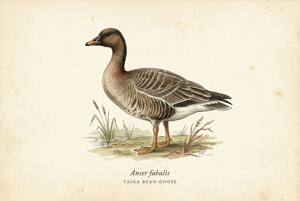 Taiga Bean-Goose illustration