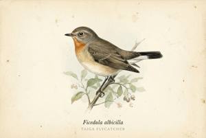 Taiga Flycatcher illustration