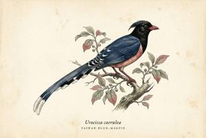 Taiwan Blue-Magpie illustration