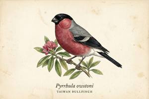 Taiwan Bullfinch illustration