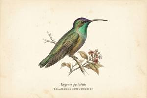 Talamanca Hummingbird illustration