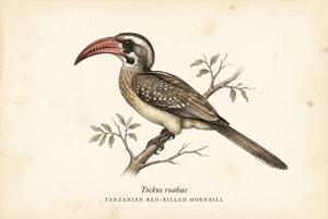 Tanzanian Red-billed Hornbill illustration