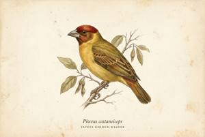 Taveta Golden-Weaver illustration
