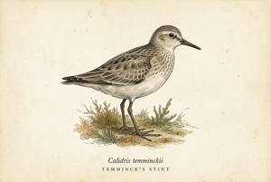 Temminck's Stint illustration