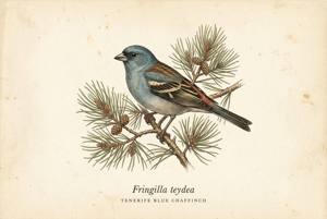 Tenerife Blue Chaffinch illustration