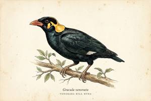 Tenggara Hill Myna illustration