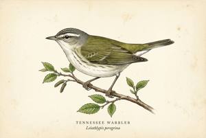 Tennessee Warbler illustration