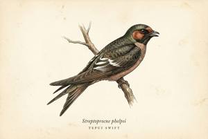 Tepui Swift illustration