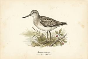 Terek Sandpiper illustration