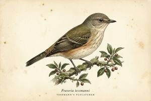Tessmann's Flycatcher illustration