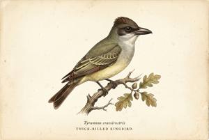 Thick-billed Kingbird illustration