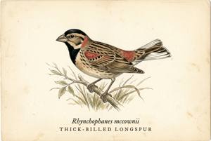 Thick-billed Longspur illustration