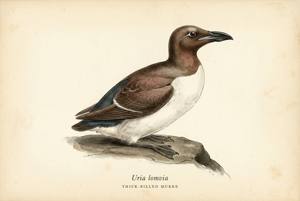 Thick-billed Murre illustration