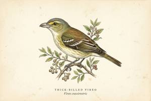 Thick-billed Vireo illustration