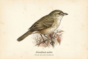 Thick-billed Warbler illustration