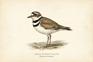Three-banded Plover illustration