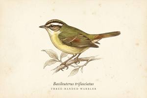 Three-banded Warbler illustration