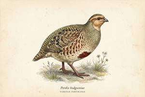 Tibetan Partridge illustration