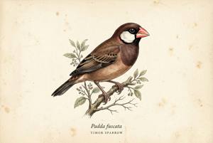 Timor Sparrow illustration