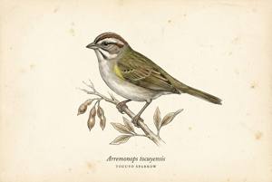 Tocuyo Sparrow illustration