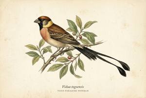 Togo Paradise-Whydah illustration