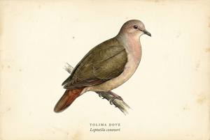 Tolima Dove illustration