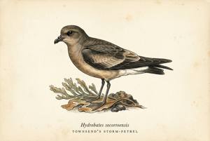 Townsend's Storm-Petrel illustration