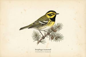 Townsend's Warbler illustration