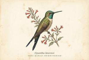 Tres Marias Hummingbird illustration