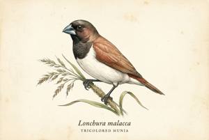 Tricolored Munia illustration