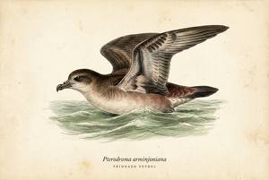 Trindade Petrel illustration
