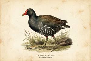 Tristan Moorhen illustration