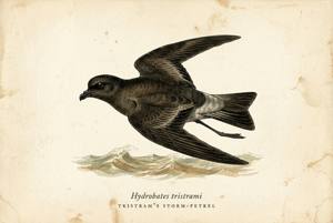 Tristram's Storm-Petrel illustration