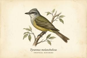 Tropical Kingbird illustration