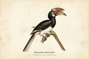 Trumpeter Hornbill illustration