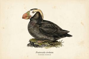 Tufted Puffin illustration