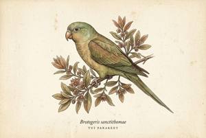 Tui Parakeet illustration