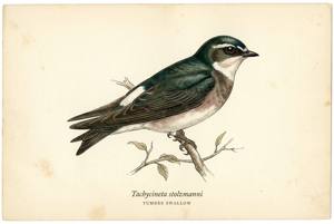 Tumbes Swallow illustration