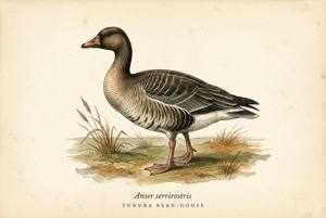 Tundra Bean-Goose illustration