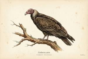 Turkey Vulture illustration