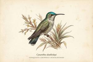 Turquoise-crowned Hummingbird illustration