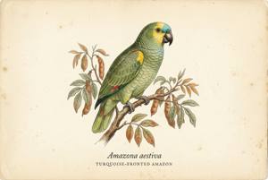 Turquoise-fronted Amazon illustration