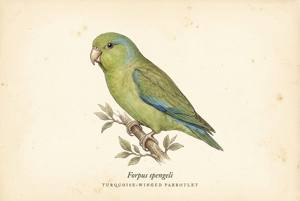 Turquoise-winged Parrotlet illustration