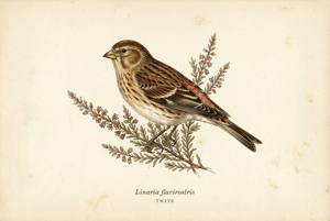 Twite illustration
