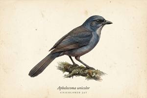 Unicolored Jay illustration