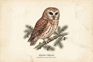 Unspotted Saw-whet Owl illustration