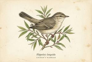 Upcher's Warbler illustration